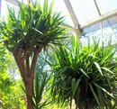 Yukka  (Yucca aloifolia) - uprawa i pielęgnacja 